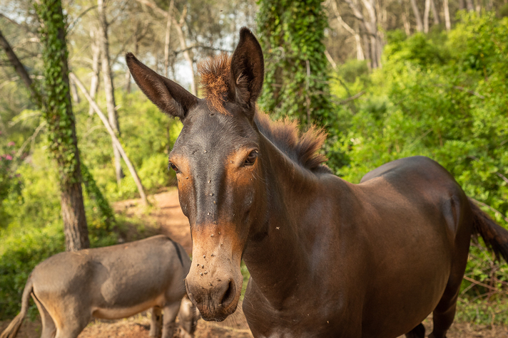 burro1.jpg
