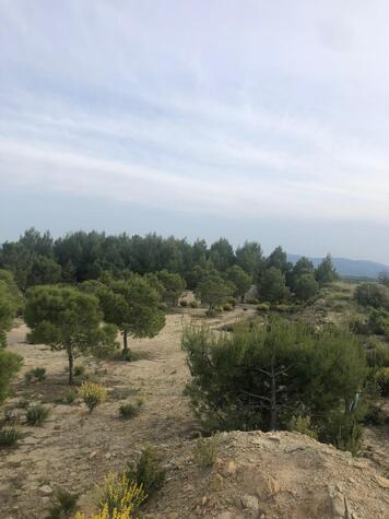 Acondicionamiento y mejora del área recreativa "La Miquela"