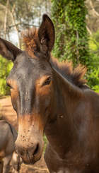 burro1.jpg